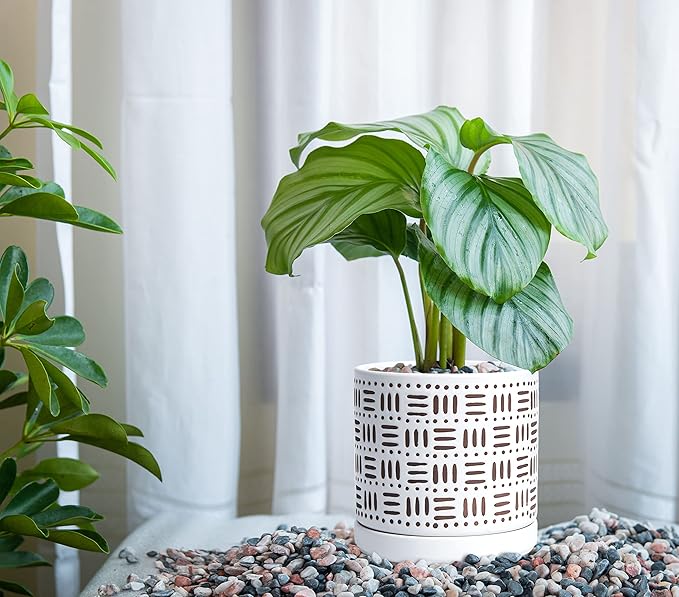 D'vine Dev Set of 2 Ceramic Planter Pots with Drainage Hole and Saucer, 4.5 Inch 6 Inch Plant Pots for Plants Indoor Houseplants, White, 99-F-1