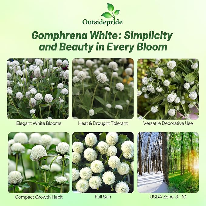 Outsidepride 2000 Seeds Annual White Gomphrena Globosa Flower Seed for Planting