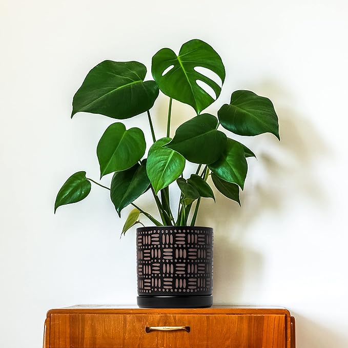 D'vine Dev Set of 2 Ceramic Planter Pots with Drainage Hole and Saucer, 4.5 Inch 6 Inch Plant Pots for Plants Indoor Houseplants, Black, 99-F-2