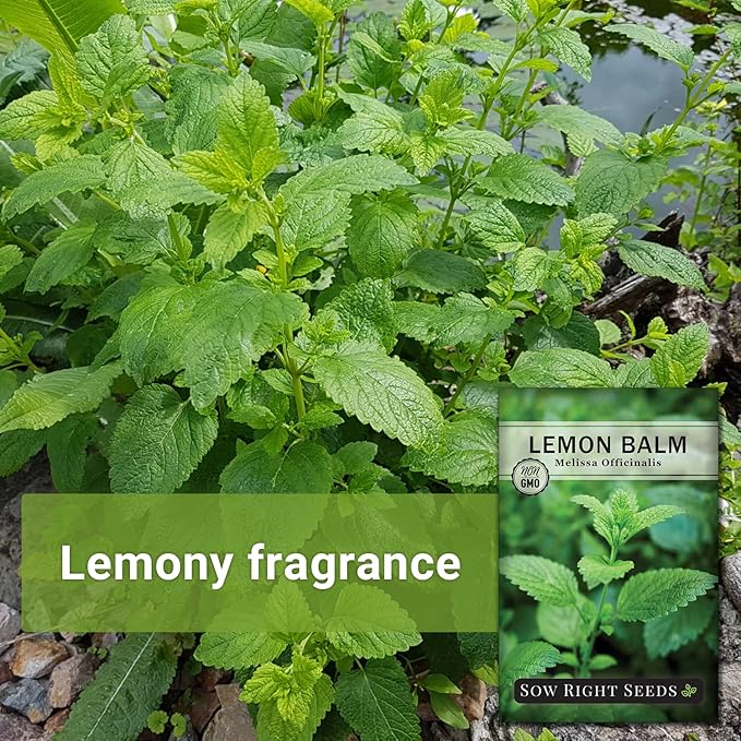 Sow Right Seeds - Lemon Balm Seeds for Planting - Non-GMO Heirloom Packet with Instructions - Easy to Grow Herb Garden - Aromatic Herb and Great for Herbal Teas - Perennial Mint Relative (1)
