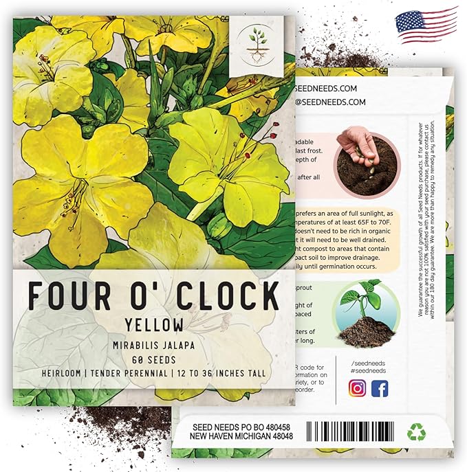 Seed Needs, Yellow Four O' Clock Seeds - 60 Heirloom Seeds for Planting Mirabilis Jalapa - Tender Perennial Flowers to Attract Butterflies, Hummingbirds & Other Pollinators (5 Packs)