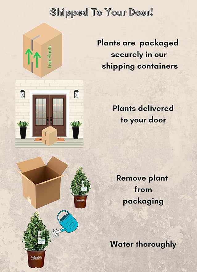 7 Gallon Southern Living Plant Collection Holly Oakland Shrub