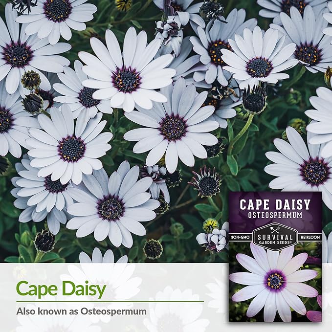 5 Packs Cape Daisy Seed for Planting - Packet with Instructions to Grow Beautiful White & Purple Osteospermum in Your Home Flower Garden - Non-GMO Heirloom Variety - Survival Garden Seeds
