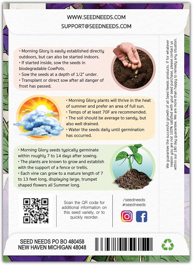 Seed Needs Black Kniolas Morning Glory Seeds for Planting - Heirloom & Open Pollinated Annual Vines - Cover a Fence or Trellis in Deep Purple Almost Black Flowers (5 Packs)