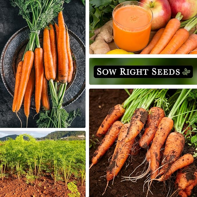 Sow Right Seeds - Tendersweet Carrot Seeds for Planting - Non-GMO Heirloom Packet with Instructions to Plant & Grow an Outdoor Home Vegetable Garden - Coreless Market Variety - Makes a Great Gift (1)