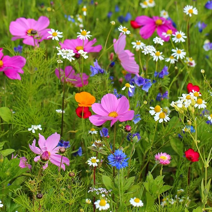 Washington Wildflower Seed Mix, Covers 325 Sq Ft, 20 Flower Varieties, Over 60,000 Seeds - Created By Nature