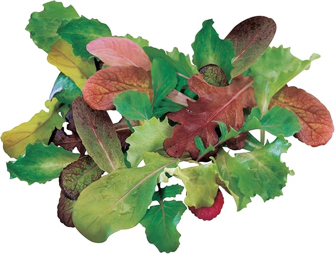 Burpee Salad Mix Mesclun Seeds 1800 seeds