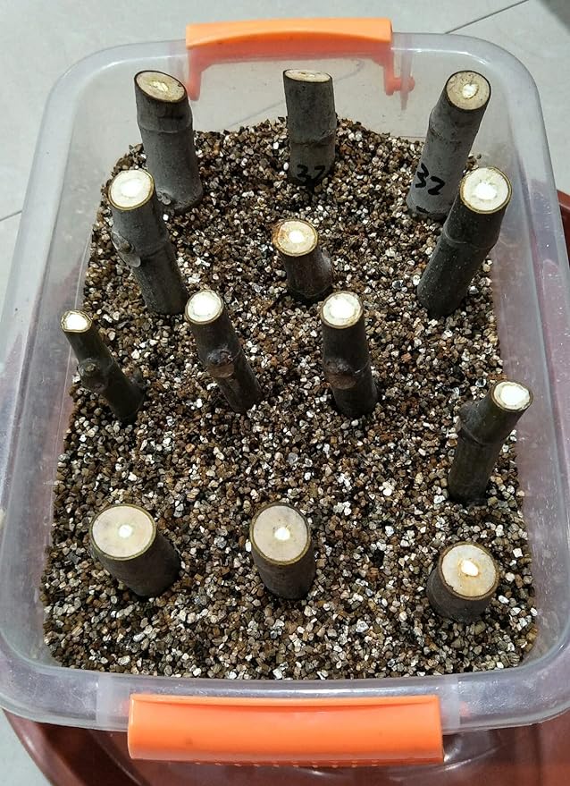 10QT Organic Vermiculite Granules for Plants and Gardening