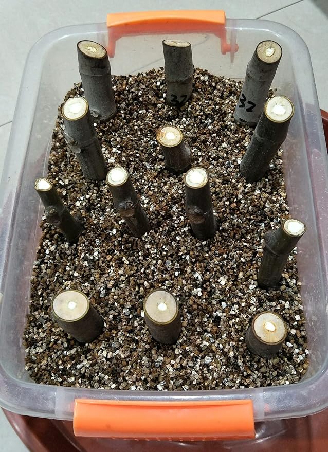 5QT Organic Vermiculite Granules for Plants and Gardening