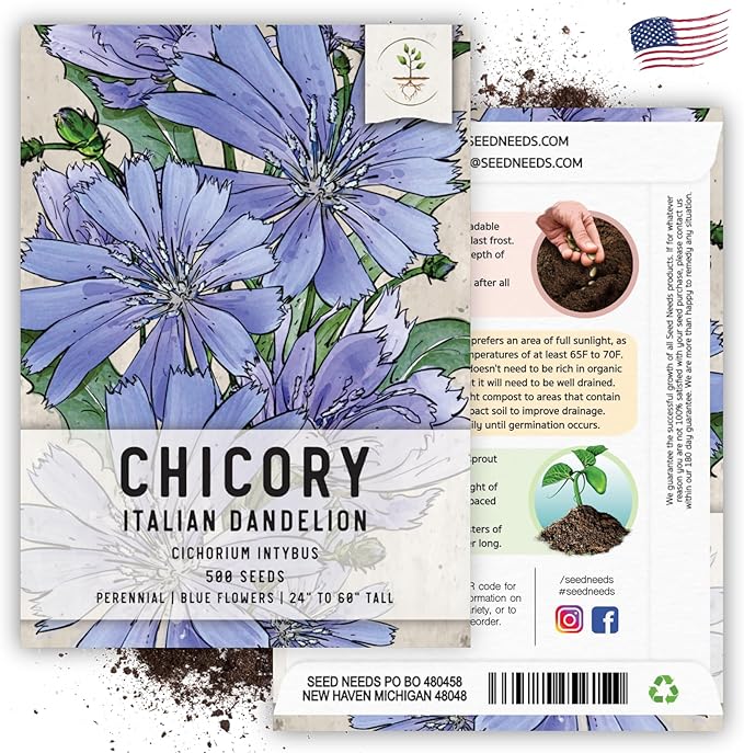 Seed Needs, Chicory Seeds - 500 Heirloom Seeds for Planting Cichorium intybus - Non-GMO & Untreated, Italian Dandelion (1 Pack)