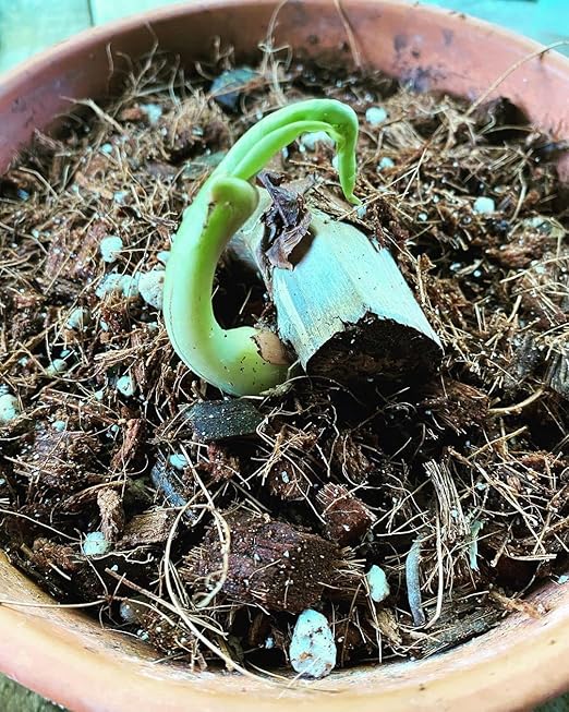 Noot Rooting Rescue Mix - 1 Quart - Coconut Chips Fibers Coco Coir Coarse Perlite - Root Rot Treatment - Rapid Roots for Propagation - Pre-Soaked & Ready to Use