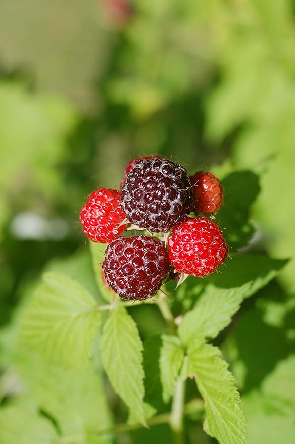 Green Promise Farms Rubus Edible-Shrub, 2-Size Container, Raspberry-Jewel