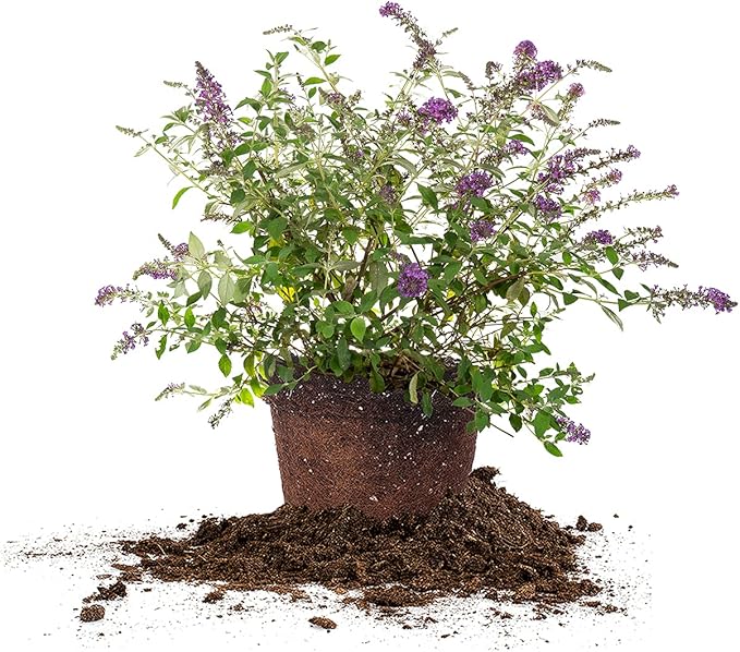 Perfect Plants Nanho Butterfly Bush Fast Growing Extraordinary Bright Purple Flowers, 3 Gal, Low Maintenance