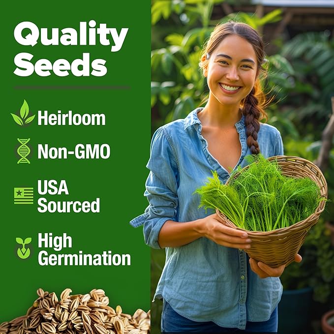 HOME GROWN Dill Seeds for Planting - 1014 Premium Bouquet Dill Seeds, Non-GMO and Heirloom Herb Seeds for Planting Outdoors, Grow Your Fragrant Dill Herb Garden (Anethum graveolens)