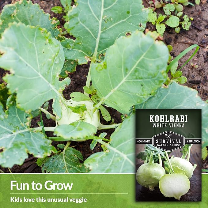 Survival Garden Seeds - White Vienna Kohlrabi Seed for Planting - 5 Packs with Instructions to Plant and Grow Unique Cruciferous Vegetables in Your Home Vegetable Garden - Non-GMO Heirloom Variety