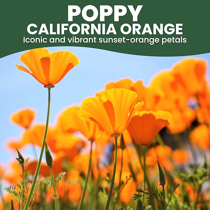 California Poppy Orange - Bulk 1/4 Pound Pouch - 80,000 Flower Seeds for Planting - Eschscholzia californica