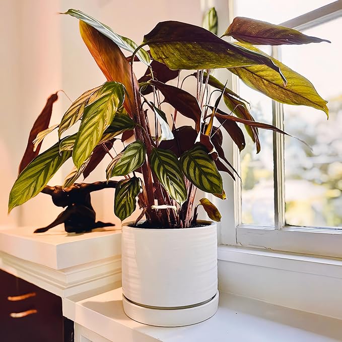 8 Inch Pots for Plants, Ceramic Planter Pot with Drainage Hole & Saucer, Indoor/Outdoor Cylinder Round Planter Pot, Matte White