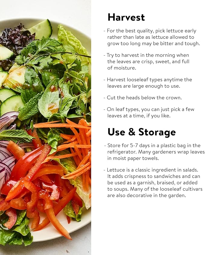 Burpee Looseleaf Blend Lettuce Seeds 1500 seeds