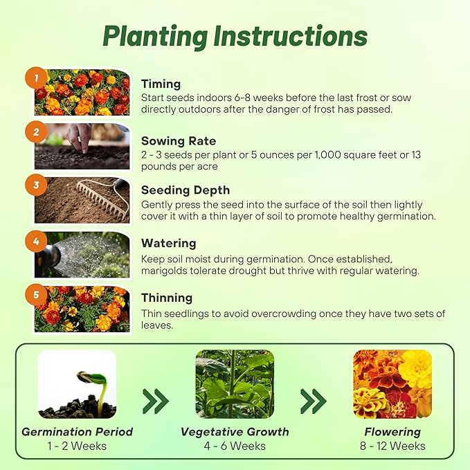 Outsidepride French Marigold Seeds Mix - 1 Lb. Annual, Compact, Heat & Drought Tolerant Flower Seeds for Planting w/Orange & Yellow Prolific Blooms, Ideal for Vibrant Pollinator Gardens