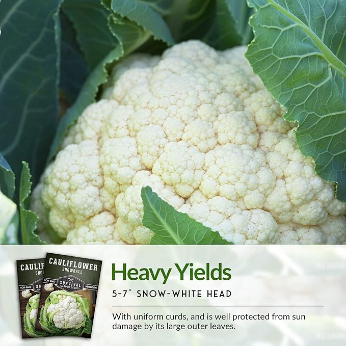 Snowball Cauliflower Seed for Planting - 5 Packets with Instructions to Plant & Grow Amazing White Vegetables in Your Home Vegetable Garden - Non-GMO Heirloom Variety - Survival Garden Seeds