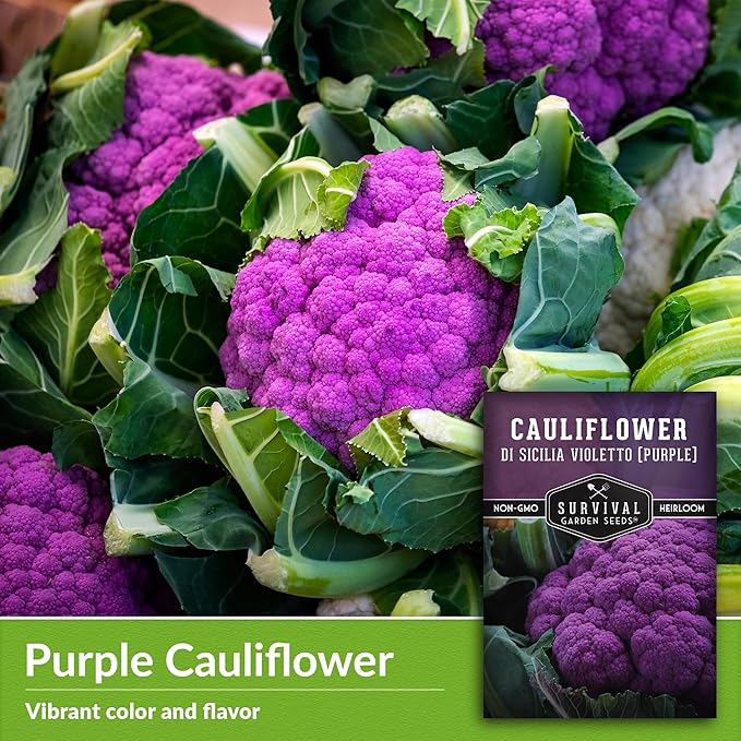 1 Pack Di Sicilia Violetto Purple Cauliflower Seeds for Planting with Instructions to Grow Unique Cauliflower Plants in Your Home Garden - Non-GMO Heirloom - Survival Garden Seeds