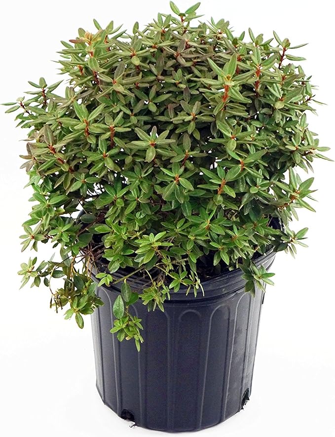 Rhododendron X 'Purple Gem' (Rhododendron) Evergreen, bluish purple flowers, #2 - Size Container