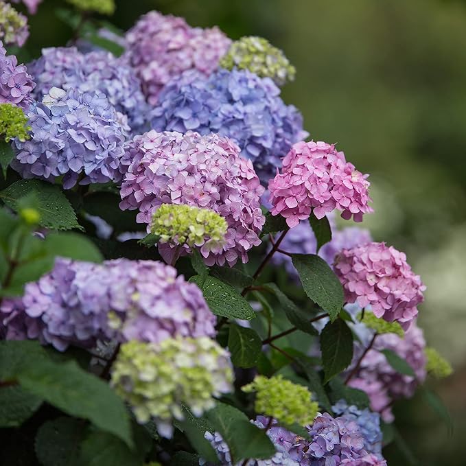 Endless Summer Bloomstruck Hydrangea, 2 gal. Pink and Purple Blooms