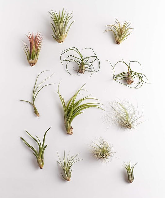 Shop Succulents Bromeliad Collection Hand Selected Variety of Tillandsia Ionantha, Purifying Live Indoor Air Plants