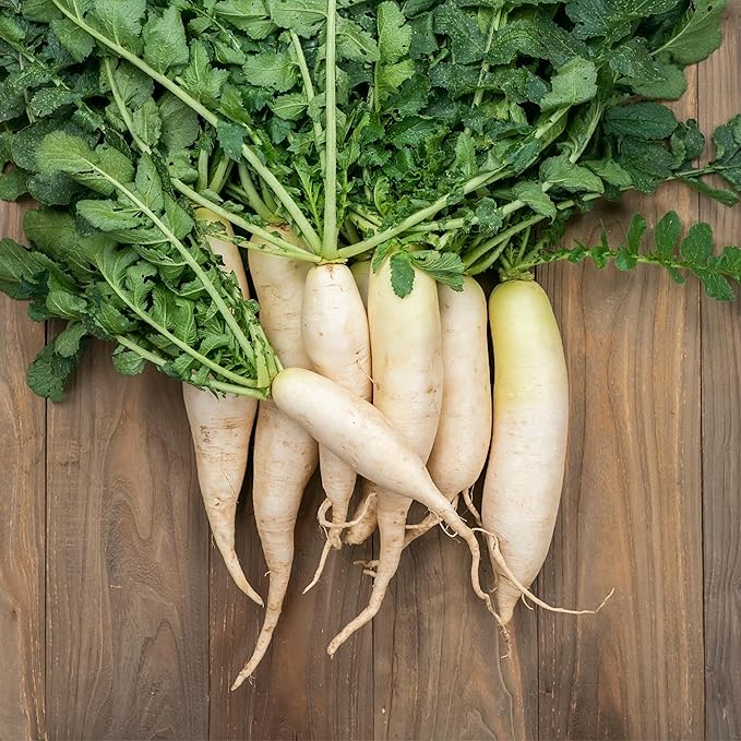 Daikon Minowase Radish Seeds for Planting, Over 450 Seeds - Non-GMO, Heirloom - Woods Creek Seeds