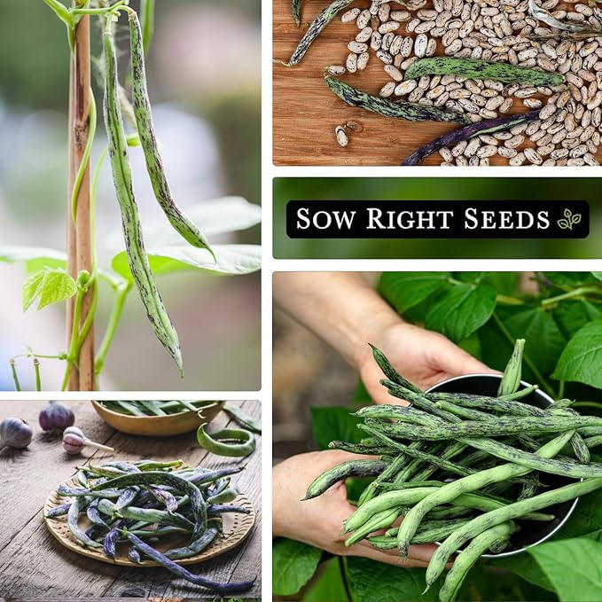 Sow Right Seeds - Rattlesnake Pole Bean Seeds for Planting - Non-GMO Heirloom Packet with Instructions to Plant an Outdoor Home Vegetable Garden - Stringless Variety - Tender with Purple Streaks (2)