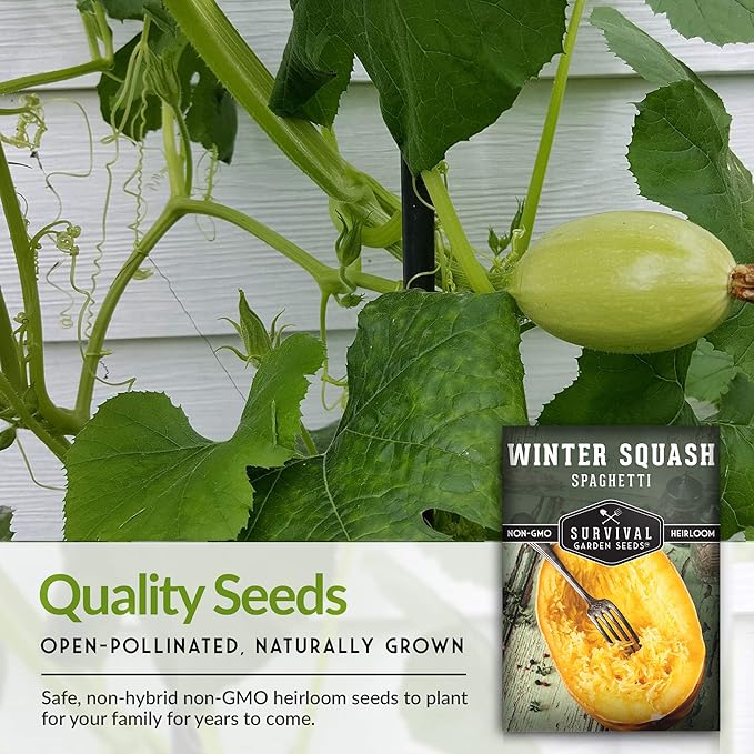 Survival Garden Seeds - Spaghetti Squash Seed for Planting - 3 Packets with Instructions to Plant and Grow Low Carb Healthy Winter Squash in Your Home Vegetable Garden - Non-GMO Heirloom Variety