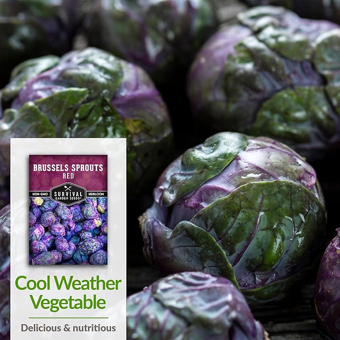 Red Brussels Sprouts Seed for Planting - 1 Packet with Instructions to Plant & Grow Unique Brassica Plants in Your Home Vegetable Garden- Non-GMO Heirloom Variety Seed - Survival Garden Seeds