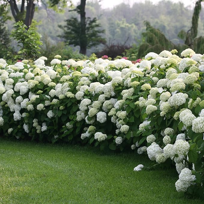 5 Gallon Proven Winners Hydrangea Incrediball