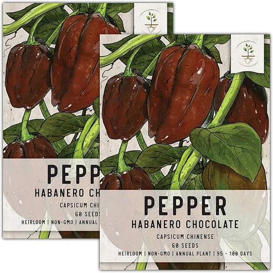 Seed Needs, Chocolate Habanero Pepper Seeds - 60 Heirloom Seeds for Planting Capsicum chinense - 100,000 to 350,000 Scoville Units, Non-GMO & Untreated (2 Packs)