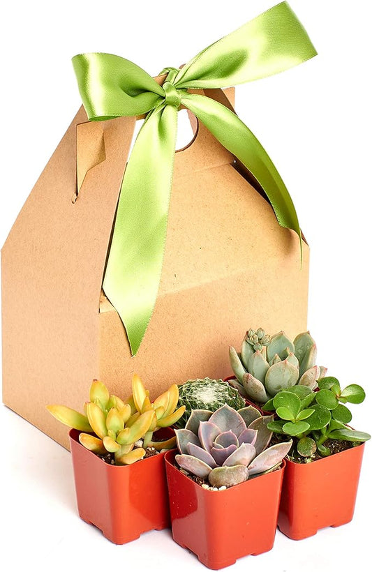 Shop Succulents Unique Succulent Gift Pack Collection - Live Mini Succulent Plants, Low Maintenance, Exceptional Colors & Textures - Wedding and Party Favors, Gift & Garden, Pack of 5