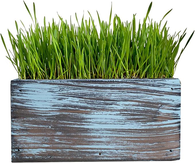 Ornamental Indoor Planter with Pet/Cat Grass Growing kit, Handcrafted in The USA from Red Cedar (Aged Tourquoise)