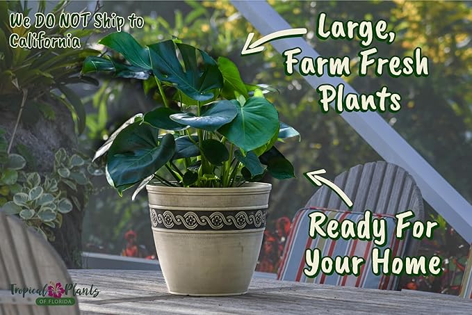 Monstera Deliciosa Plant - Swiss Cheese Split Leaf Philodendron Plant - Large Plant - Overall Height 24" to 28" - Tropical Plants of Florida