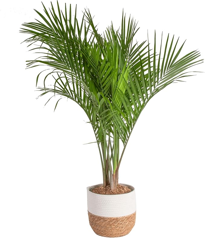 Costa Farms Majesty Palm Live Plant, Indoor and Outdoor Live Palm Tree, Potted in Premium Decor Planter, Tropical Patio, Balcony, Home Decor, Perfect House Plant Gift for Housewarming, 3-4 Feet Tall