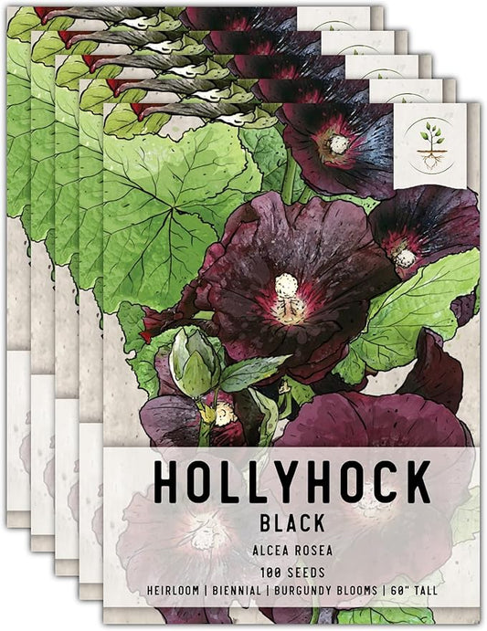 Seed Needs, Black Hollyhock Seeds - 100 Heirloom Seeds for Planting Alcea rosea - Great for Gothic Gardens, Open Pollinated Biennial That Attracts Pollinators (5 Packs)
