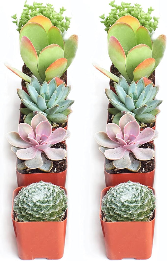 Shop Succulents Assorted Succulent Plant Pack Collection - Live Mini Succulent Plants, Low Maintenance, Mixture of Colors & Textures - Wedding and Party Favors, Gift & Garden, Pack of 10