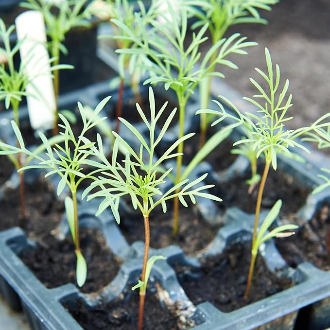 Seed Needs Cosmos Flower Seeds 10+ Varieties Specialty Crazy Blend (Cosmo Bipinnatus, Open Pollinated, Untreated) Resealable Pouch Flowering Wildflower Seeds Mixed Variety - Bulk