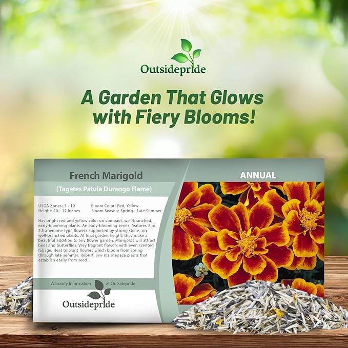 Outsidepride Durango Flame French Marigold Seeds - 500 Pcs Annual, Compact, Heat & Drought Tolerant Flower Seeds for Planting w/Anemone Type Bi-Colored Blooms, Ideal for Vibrant Pollinator Gardens