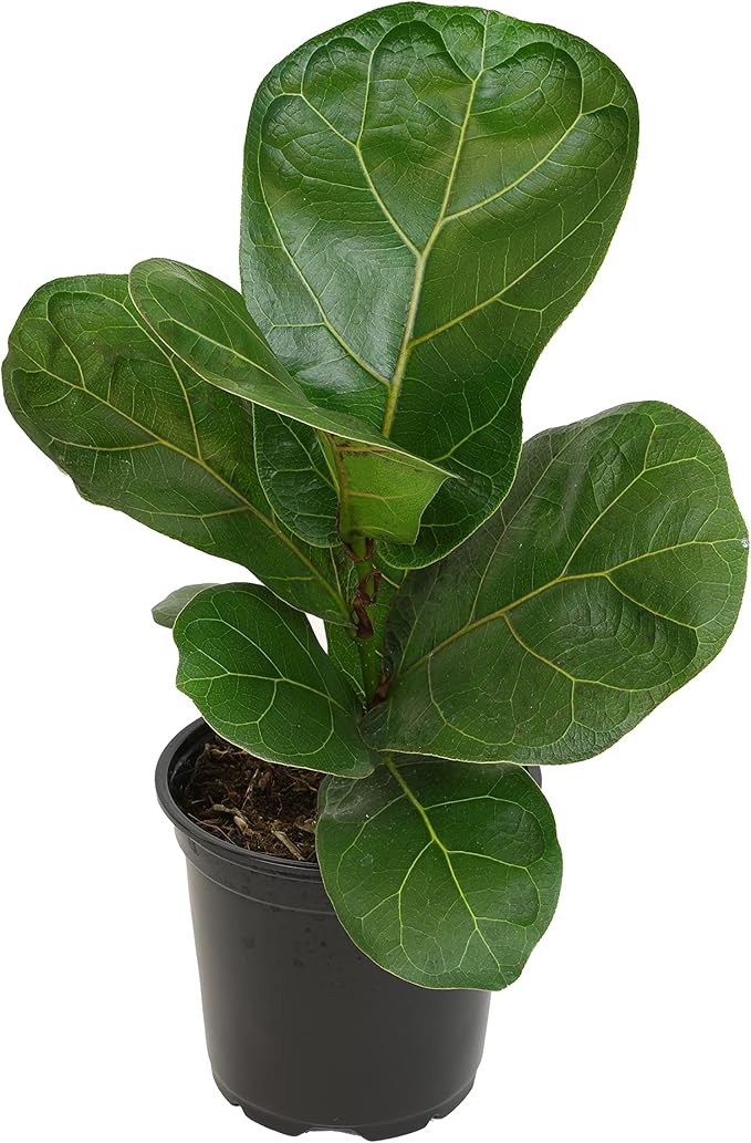 Plants for Pets Ficus Lyrata Fiddle Leaf Fig Plant, House Plants Indoors Live Ficus Tree Live Plant, Fig Trees Live Plants Indoor Plants Live Houseplants Fig Plants Live in Planter Pot in Soil Mix
