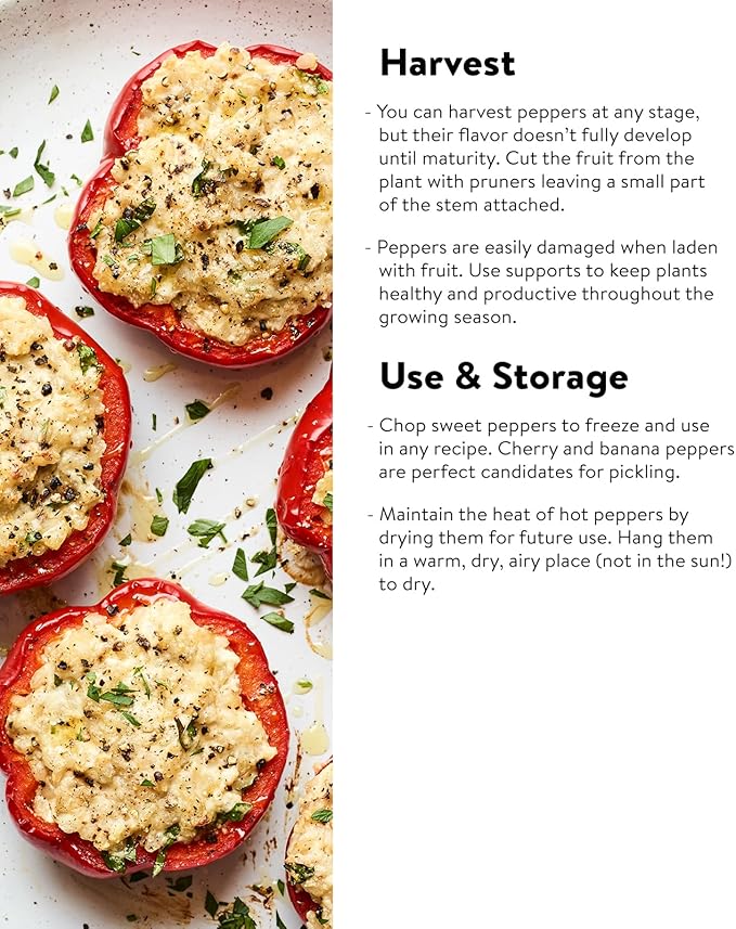 Burpee Carnival Mix Sweet Pepper Seeds 100 seeds