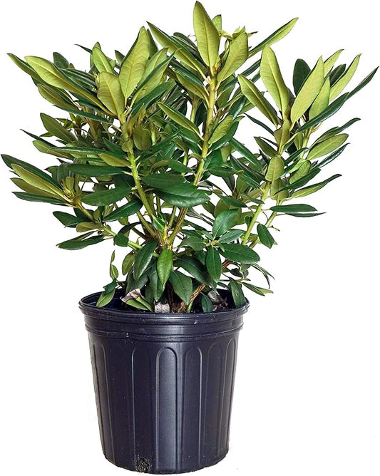 Rhododendron 'Purple Passion' (Rhododendron) Evergreen, purple flowers, #2 - Size Container