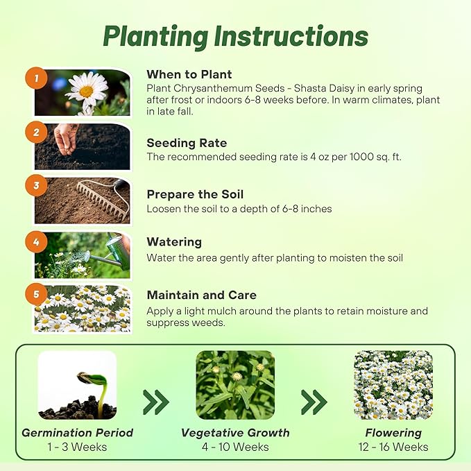 Outsidepride Shasta Daisy Chrysanthemum Seeds - 1 Lb. Perennial Deer Proof, Drought Tolerant, Wildflower Seeds for Pollinator Gardens, Cut Flowers & Water-Efficient, Low Maintenance Landscaping