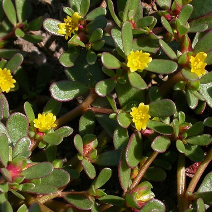 Portulaca Oleracea Seeds Purslane, Verdolaga Succulent Annual Culinary Uses Rich in Vitamins Hardy Drought Tolerant Garden Outdoor 3000Pcs Herb Seeds by YEGAOL Garden