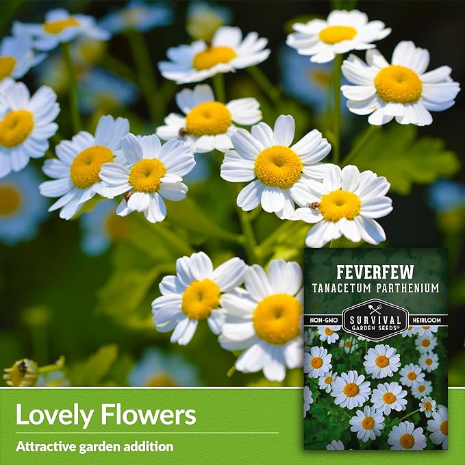 Feverfew Seeds for Planting - 1 Packet with Instructions to Plant and Grow Your Own Bachelor's Buttons in Your Home Vegetable or Herb Garden - Non-GMO Heirloom Variety - Survival Garden Seeds