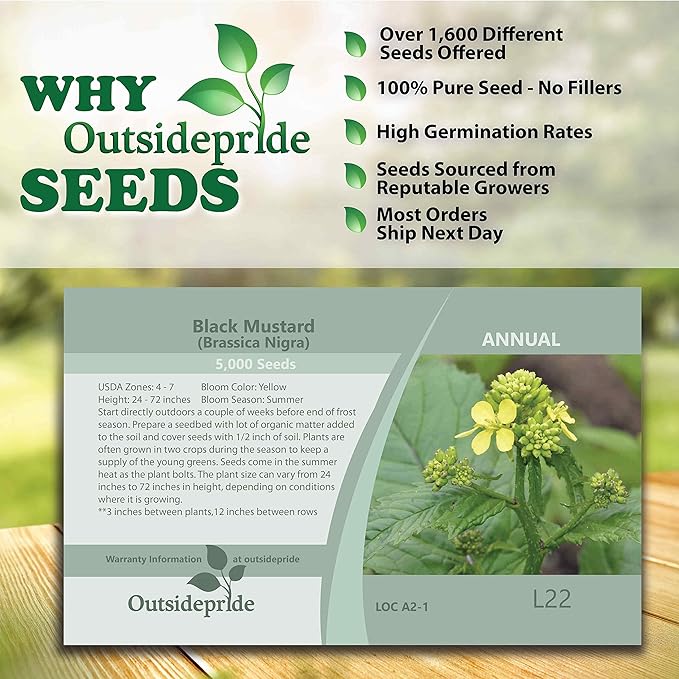 Outsidepride 10000 Seeds Annual Black Mustard Herb Garden Seed for Microgreens, Sprouts, & Cooking