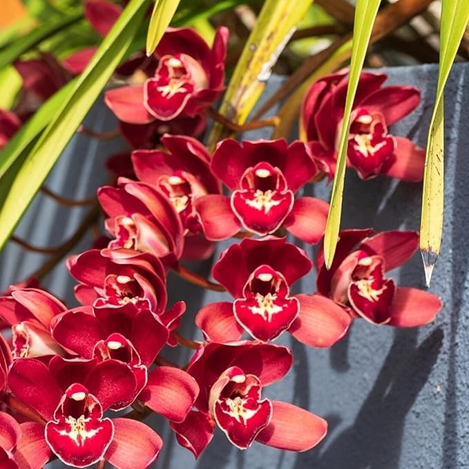 CHUXAY GARDEN Rare Red Cymbidium Orchid Seed 100 Seeds Ornamental Flowering Plant Houseplant Greenhouse Conservatory Plants Extremely Decorative
